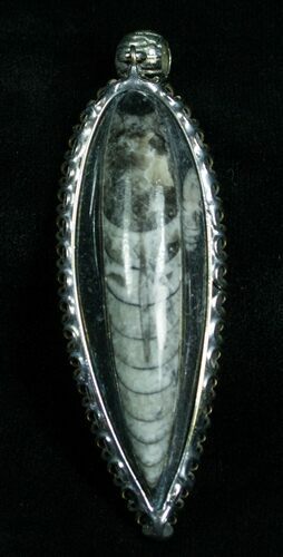 Black Fossil Orthoceras Pendant #4716
